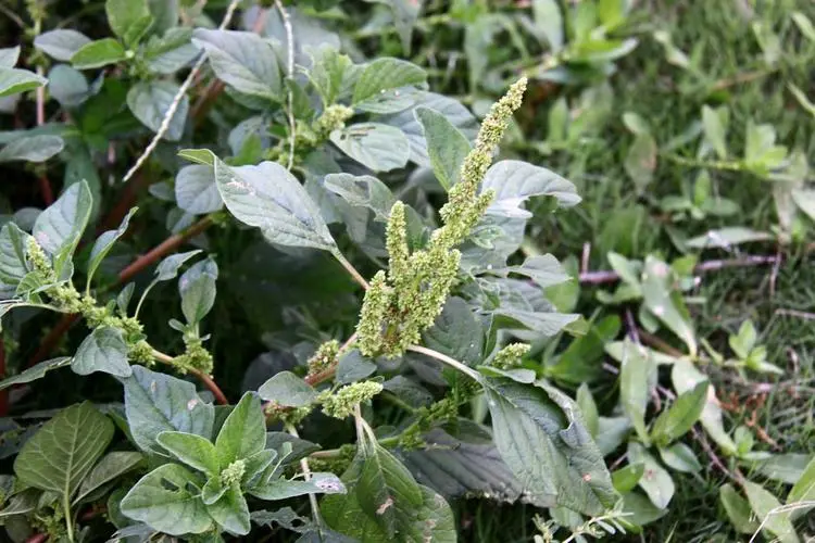 凹头苋长什么样，是能吃的野菜吗