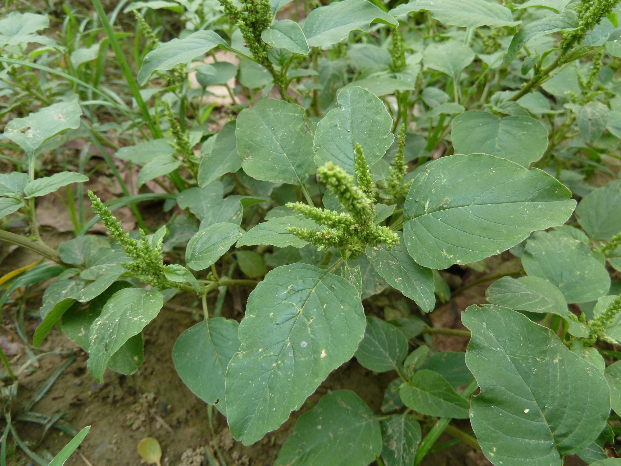 凹头苋长什么样，是能吃的野菜吗