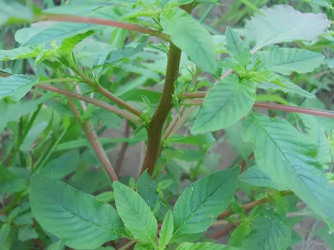 植物命名奥秘-为何众多植物以“苋”字结尾？