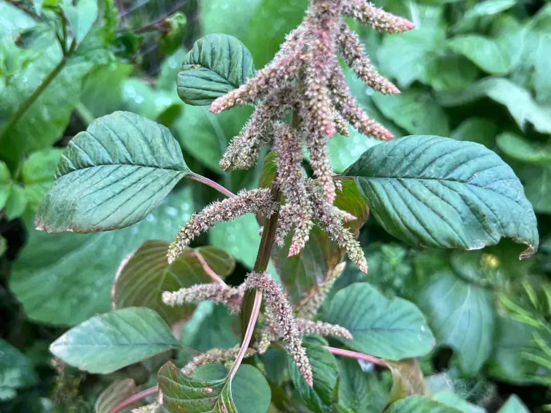 植物命名奥秘-为何众多植物以“苋”字结尾？