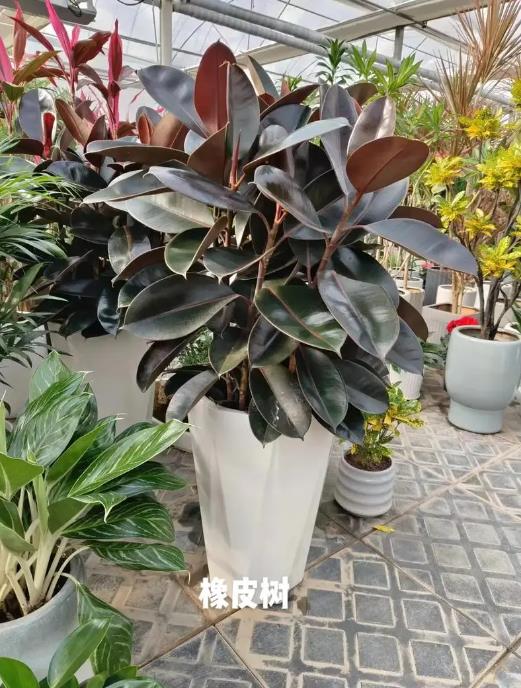 寻找幸福树的“替身”？这五种花卉植物让你眼花缭乱