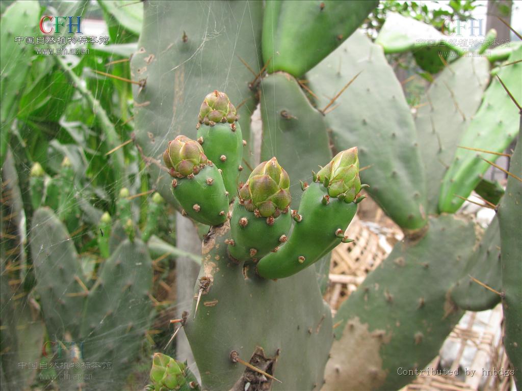 梨果仙人掌是什么植物，有什么特征，生长分布在哪些地方