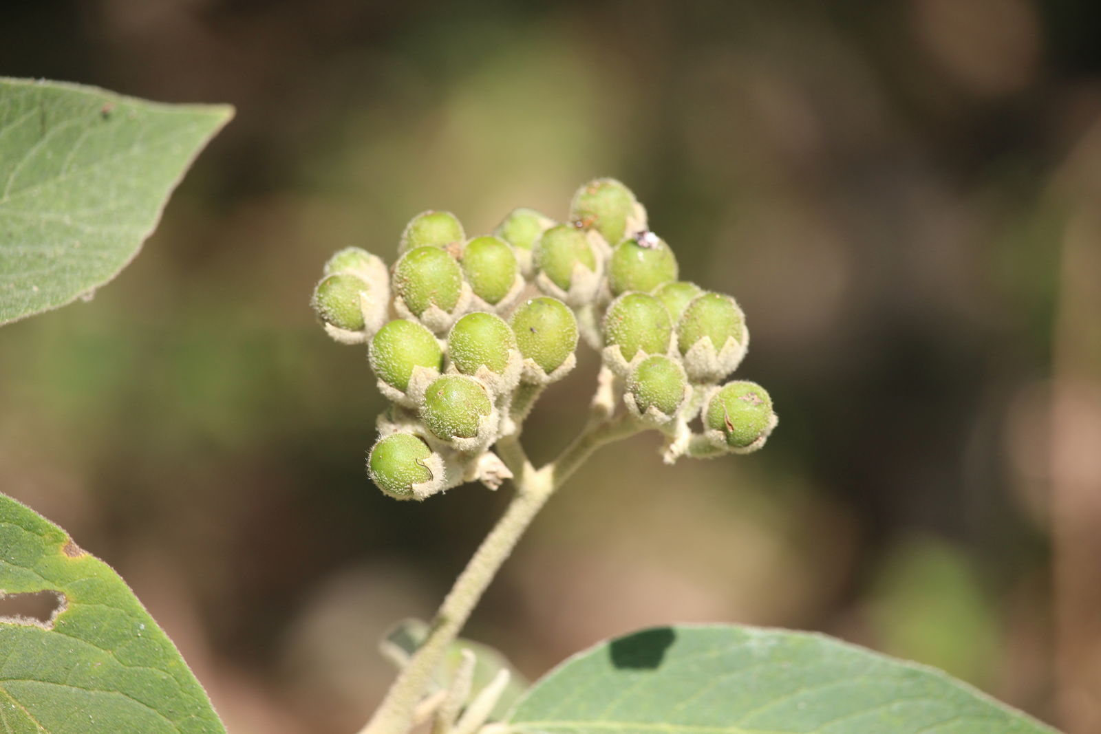 假烟叶树是什么植物，有什么价值特点