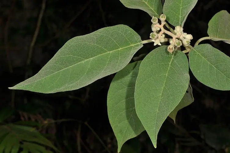 假烟叶树是什么植物，有什么价值特点