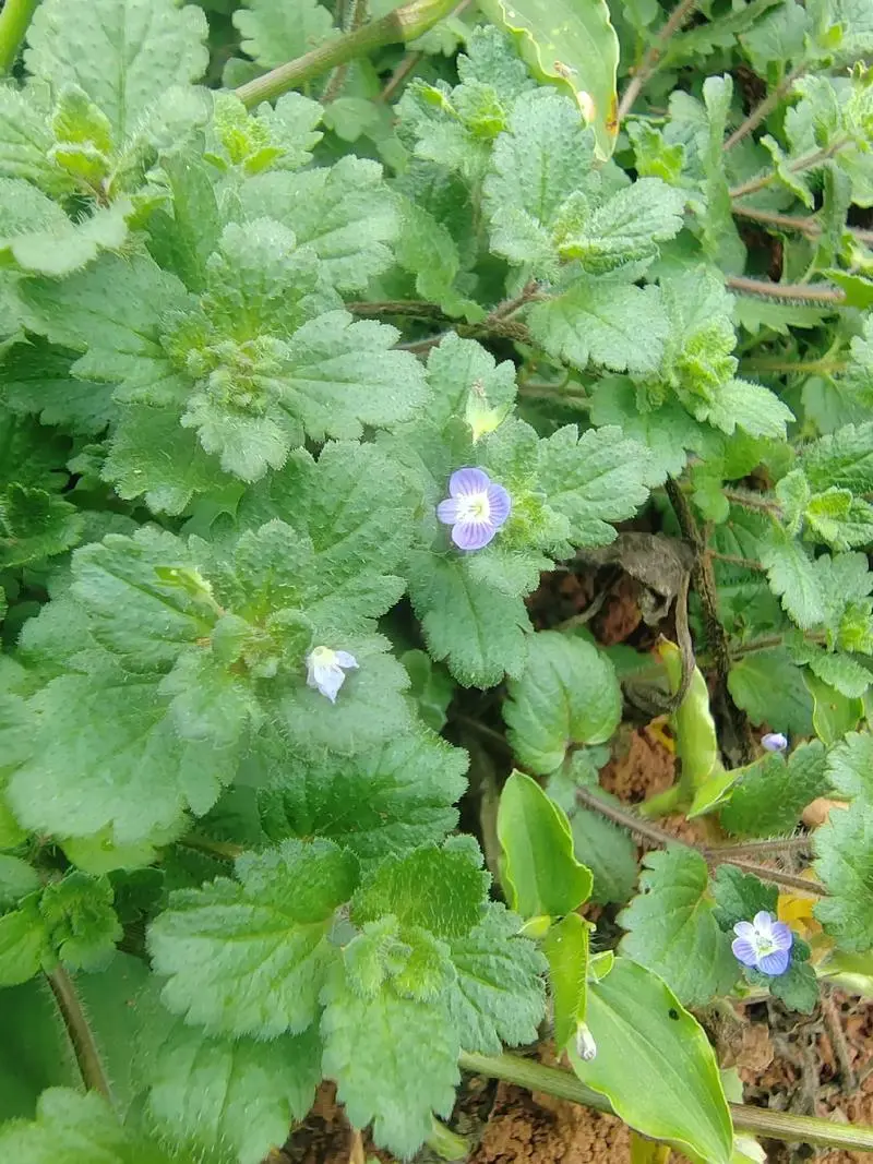 阿拉伯婆婆纳是入侵植物吗，有什么价值和危害