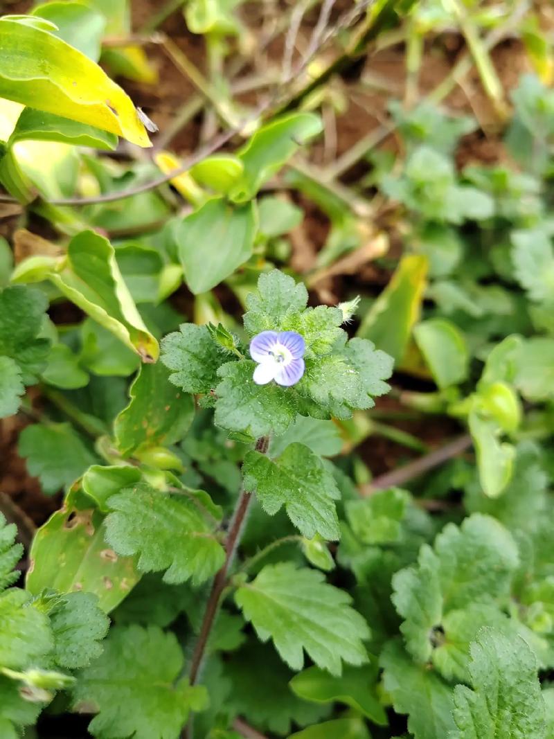 阿拉伯婆婆纳是入侵植物吗，有什么价值和危害