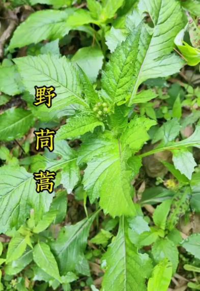 野茼蒿能吃吗，和茼蒿有什么区别？