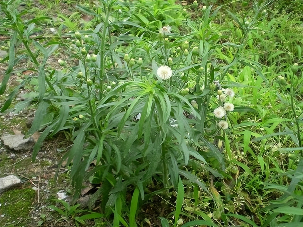 香丝草长什么样，有什么价值和用途