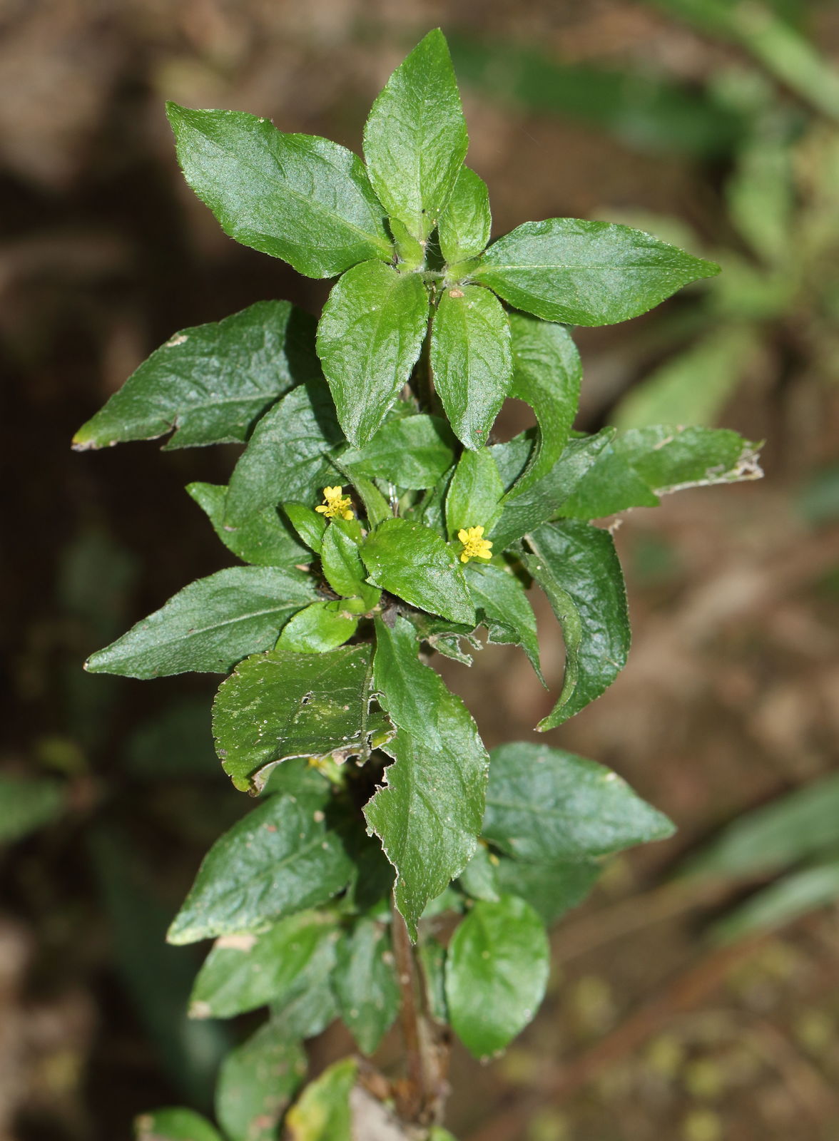 金腰箭植物特征、价值介绍与不容忽视的生态危害