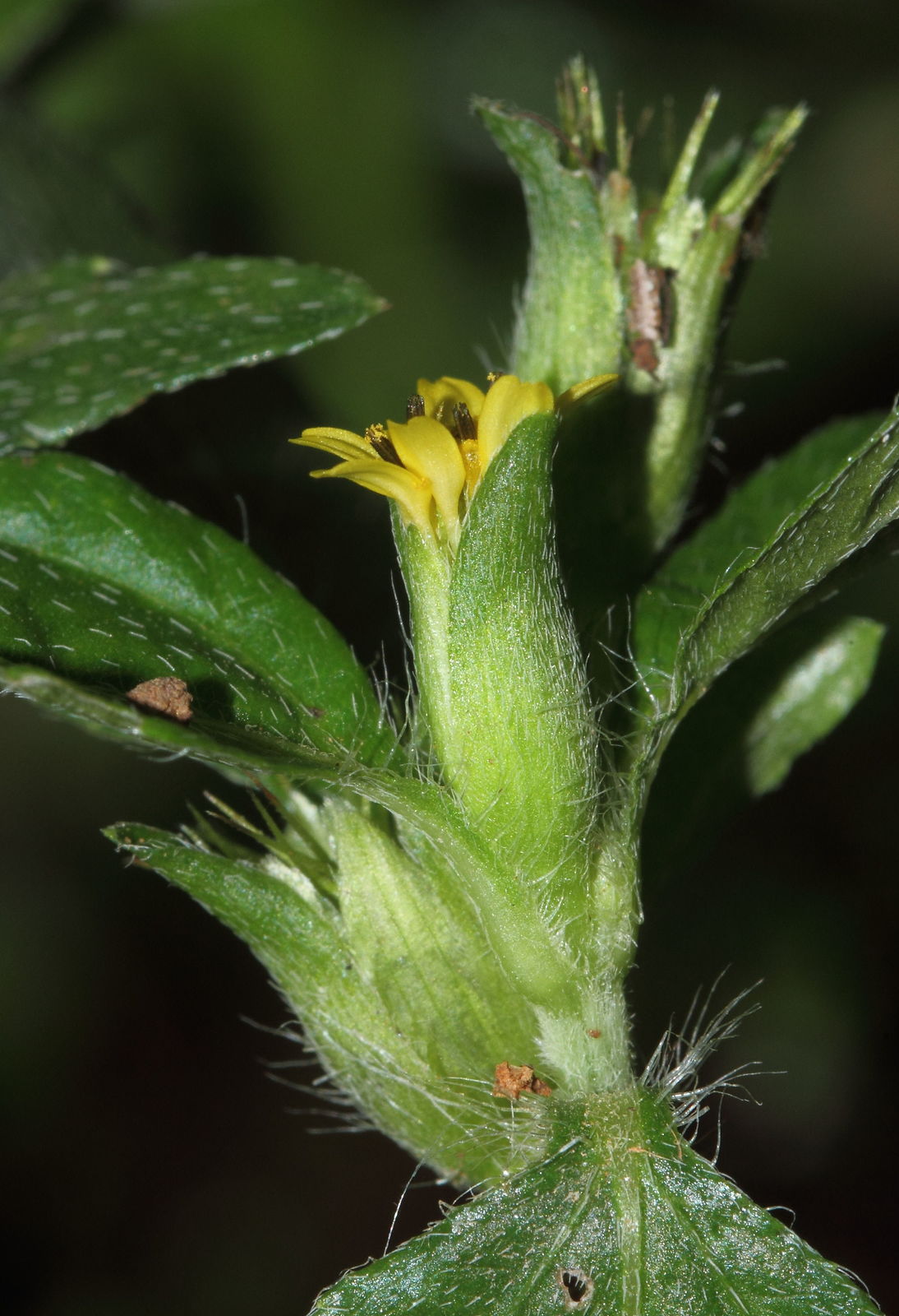 金腰箭植物特征、价值介绍与不容忽视的生态危害