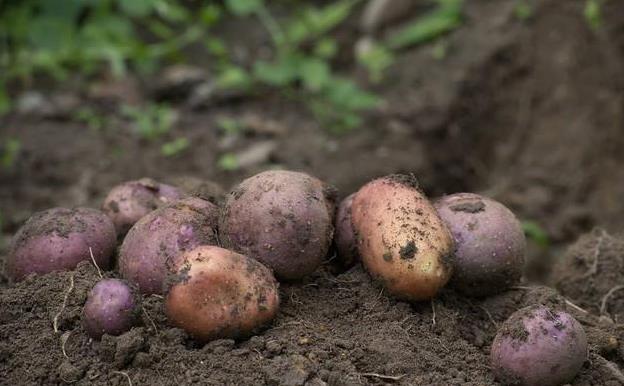 有机肥、生物菌肥……哪种肥料最适合改善土壤？