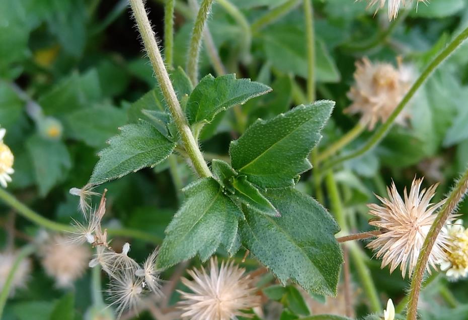 羽芒菊的特点、生长习性与潜在危害介绍