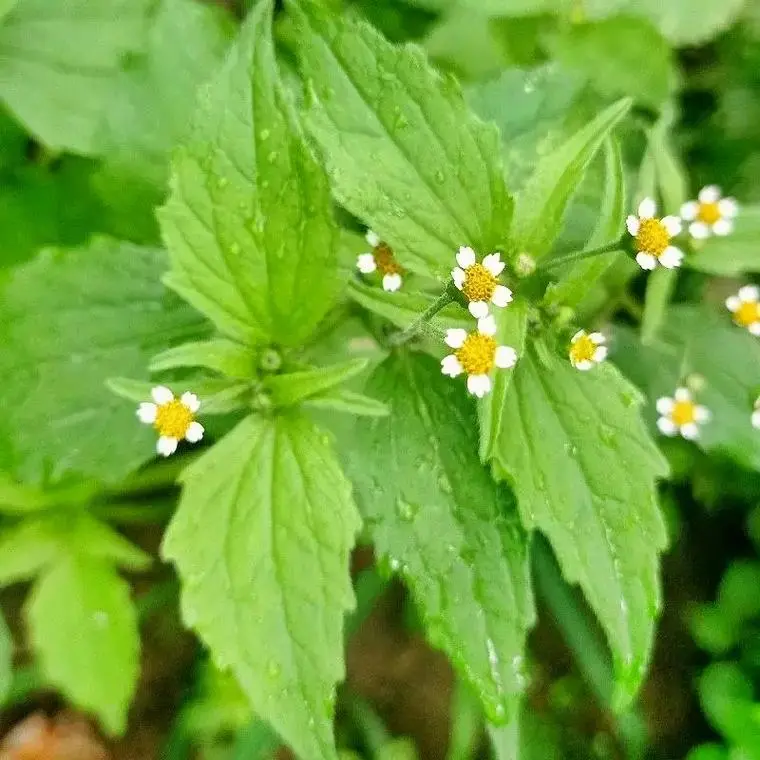 了解入侵植物牛膝菊的价值与危害