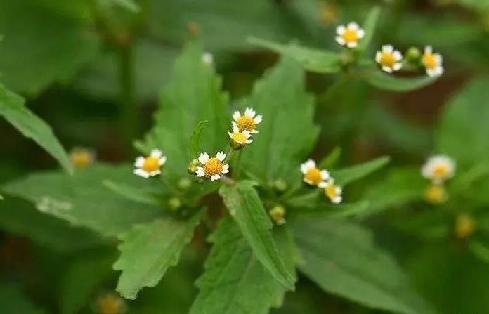 粗毛牛膝菊介绍，有什么特点和危害