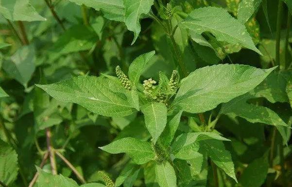 警惕外来入侵植物-三裂叶豚草有什么价值和危害