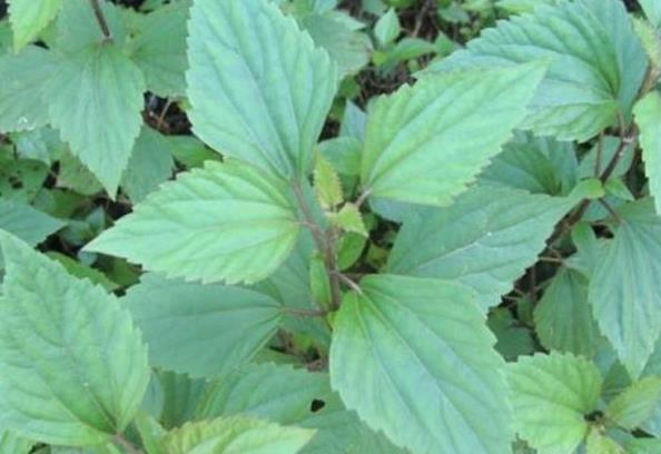 入侵植物破坏草导致生物多样性丧失与生态平衡受威胁