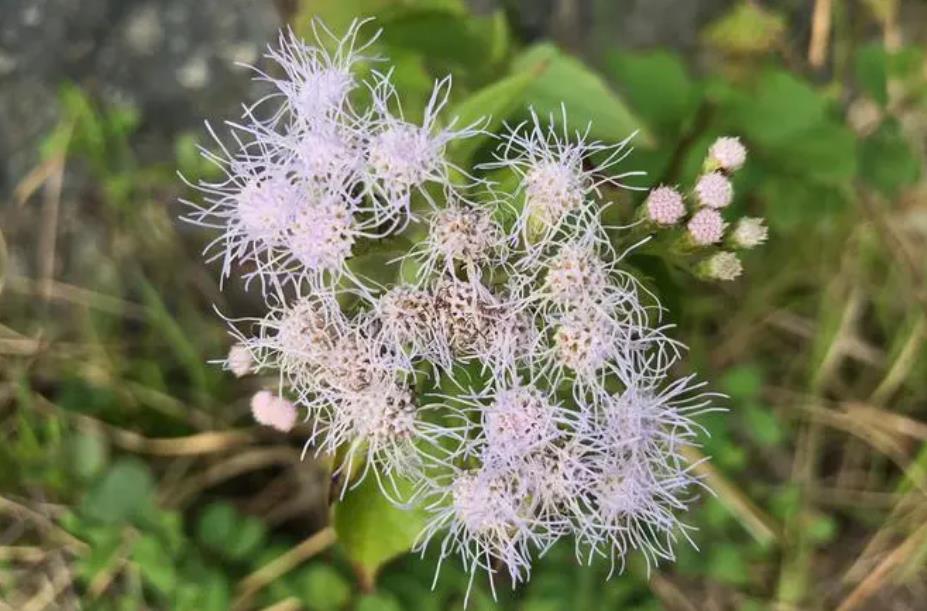 入侵植物破坏草导致生物多样性丧失与生态平衡受威胁