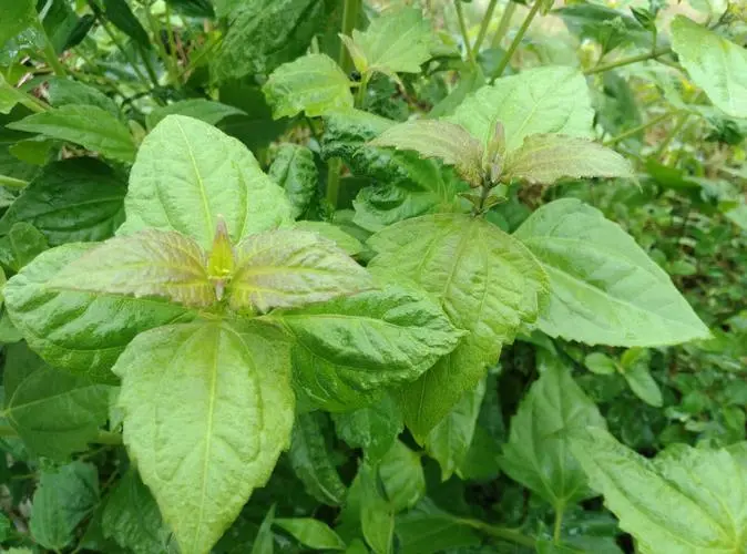 飞机草是入侵植物吗？它带来了哪些危害？