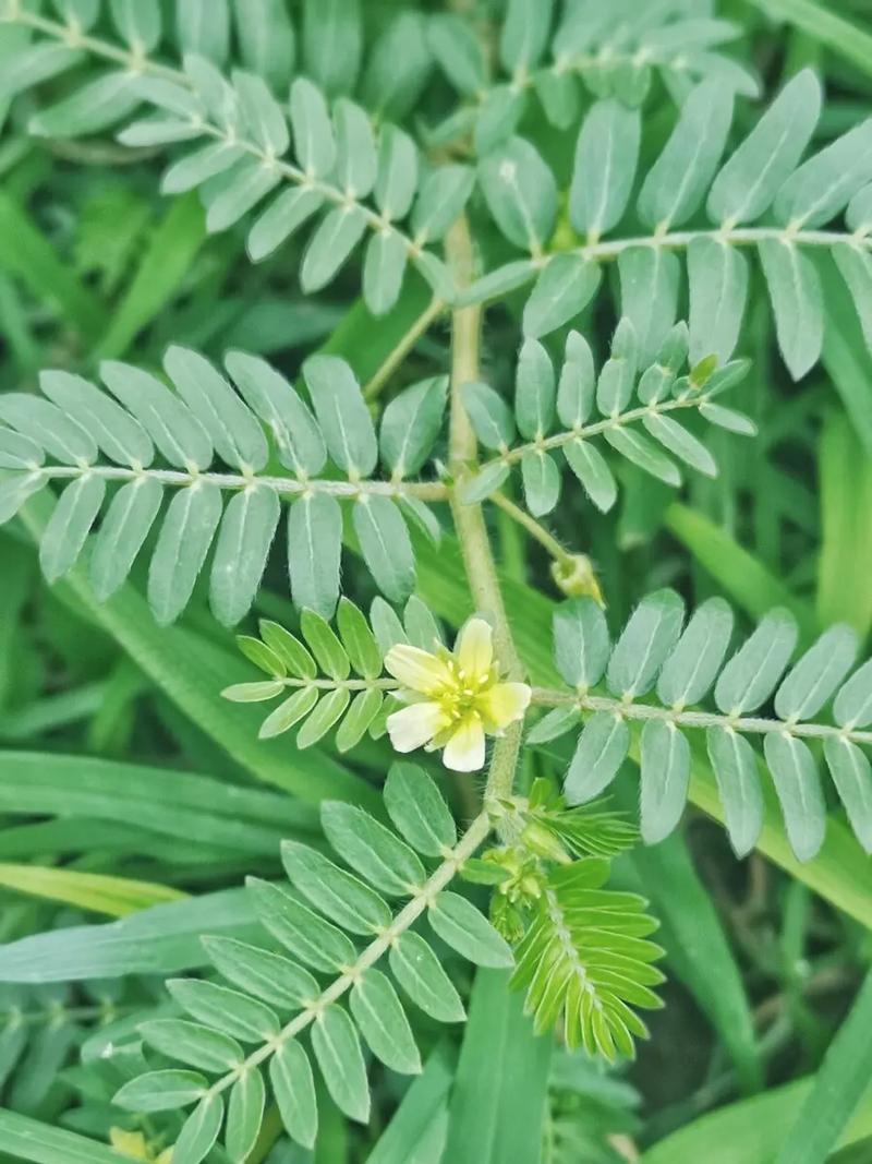 蒺藜草生长环境条件与价值作用介绍