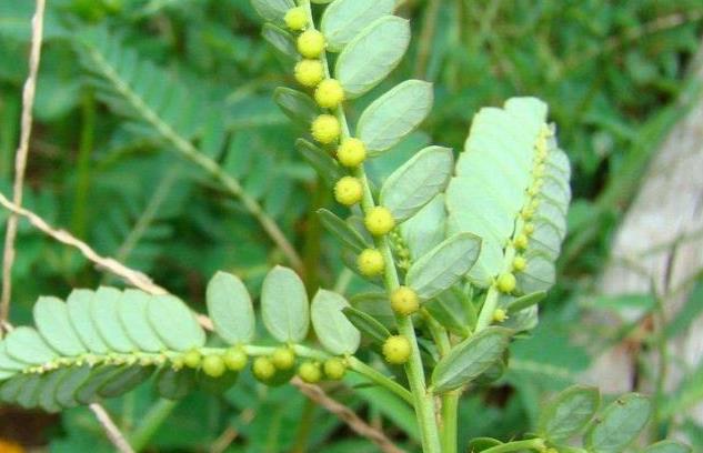 探索苦味叶下珠-药用、食用与园林观赏的完美结合