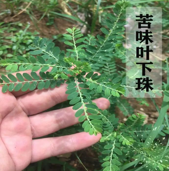 探索苦味叶下珠-药用、食用与园林观赏的完美结合