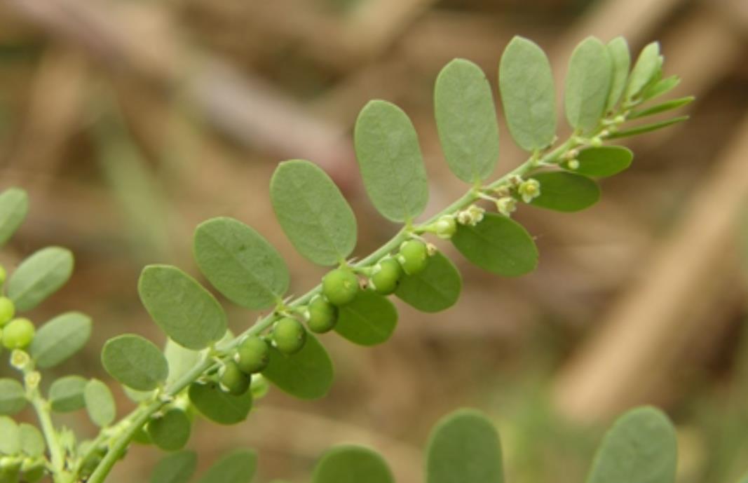 珠子草：一种具有药用价值的野生植物及其危害介绍