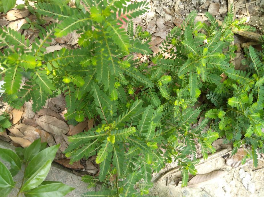 珠子草：一种具有药用价值的野生植物及其危害介绍