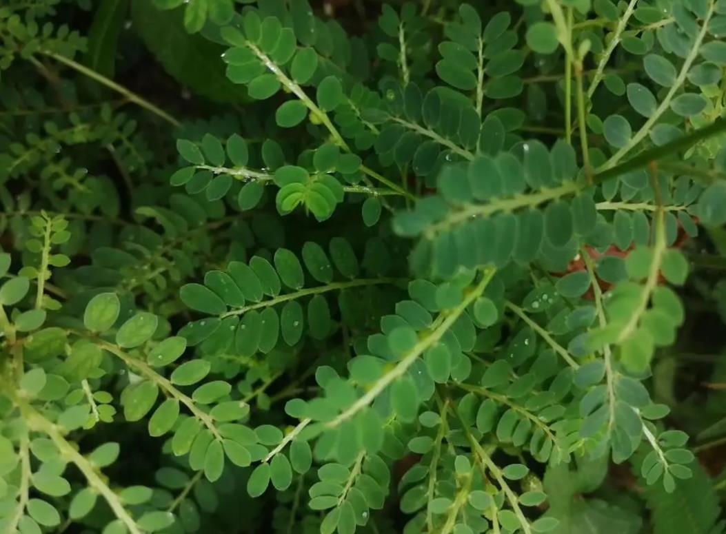 珠子草：一种具有药用价值的野生植物及其危害介绍