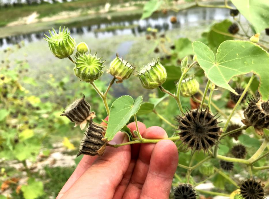 苘麻是什么植物，有什么特点和价值用途？