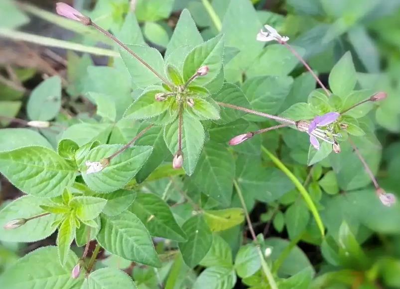 皱子白花菜是什么植物，有什么特点和作用价值？