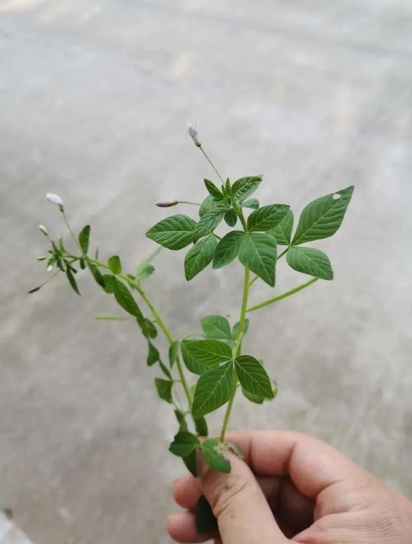 皱子白花菜是什么植物，有什么特点和作用价值？