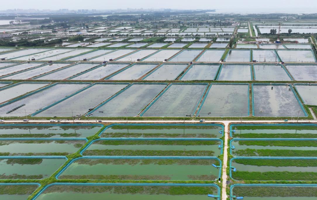 藻类植物在水产养殖中有什么作用，哪些渔业养殖需要藻类植物作为补充食物？