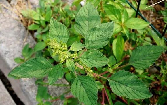 老鸦谷有毒吗，庭院可以种植吗？