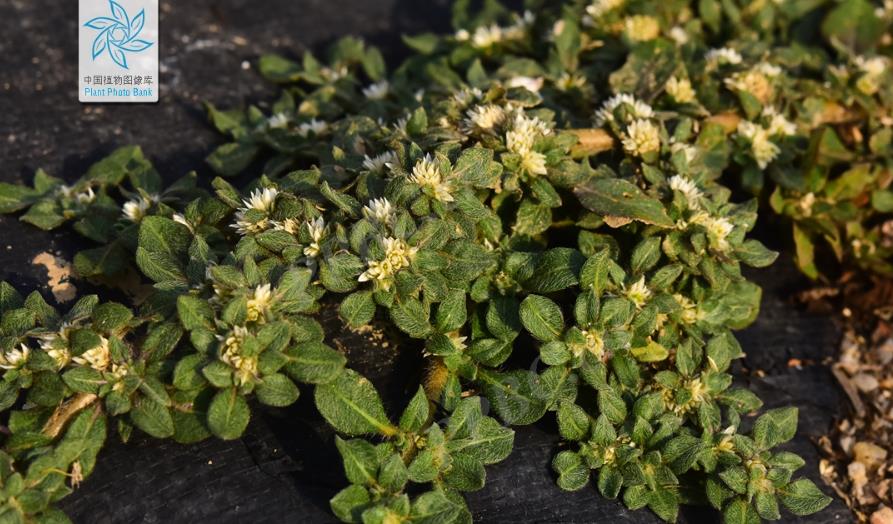 刺花莲子草长什么样子，有哪些价值和危害？