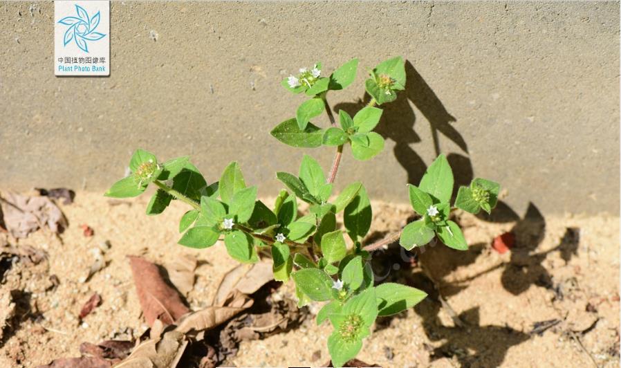 巴西墨苜蓿植物有什么特点和危害？