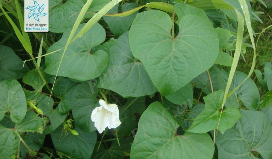 月光花是什么花卉植物，适合室内养殖吗？