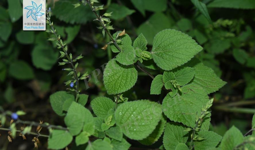 椴叶鼠尾草是什么植物，有什么价值和危害？