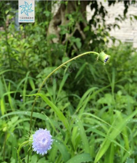 蓝花野茼蒿有毒吗，有什么特点和价值？