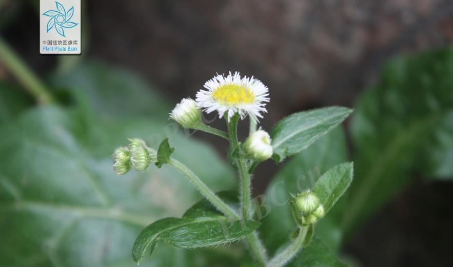 春飞蓬是入侵植物吗？带来了什么危害或者价值？