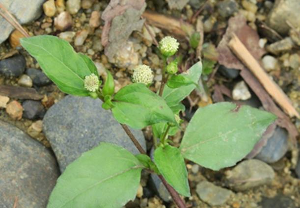 白花金钮扣是什么植物，有哪些价值用途？