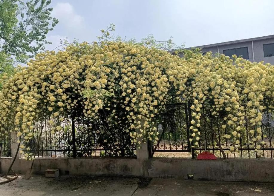 木香花的花语与寓意-深情告白与美好祝愿