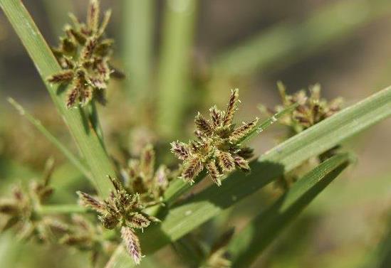 苏里南莎草是入侵植物吗，有什么价值和危害？