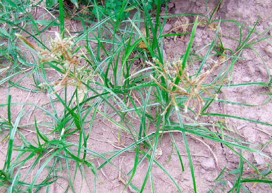 苏里南莎草是入侵植物吗，有什么价值和危害？