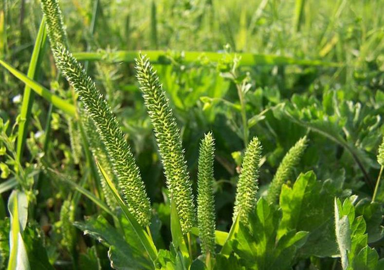 梯牧草有什么别名，可以做牧草饲料吗？