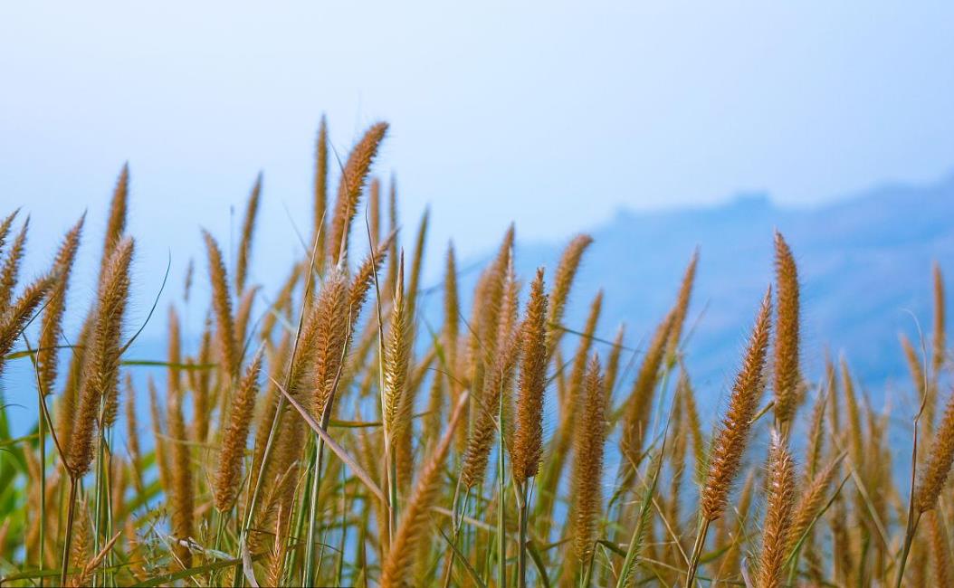 梯牧草有什么别名，可以做牧草饲料吗？