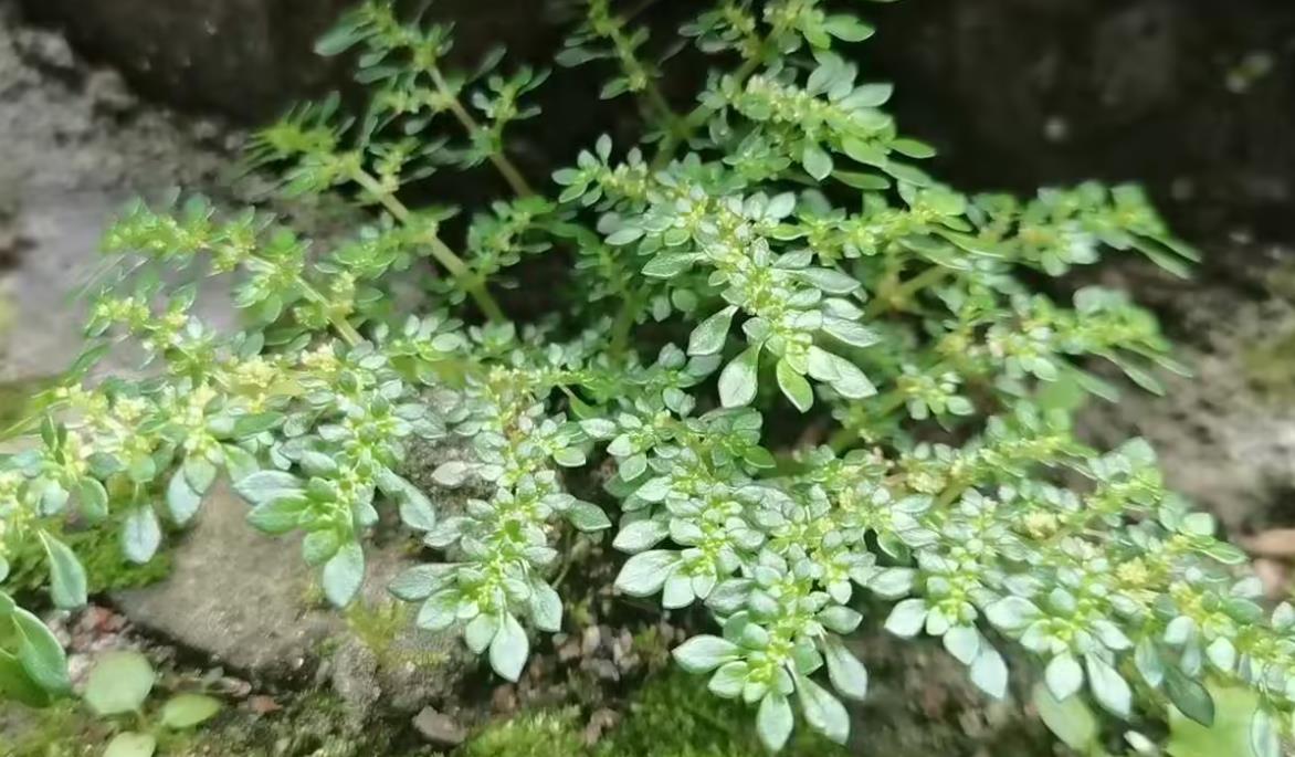 小叶冷水花养殖土培还是水培好，有什么技巧？