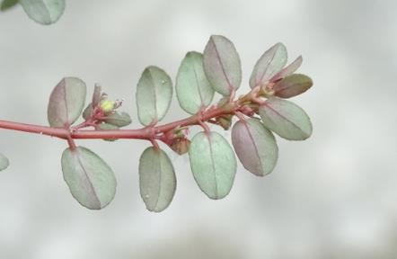 匍匐大戟是什么植物，有什么价值和危害？