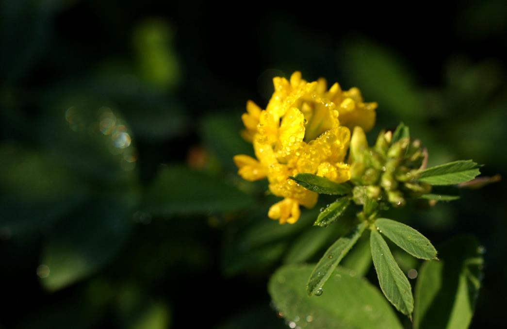 黄花稔开花是什么颜色，室内可以养殖吗？