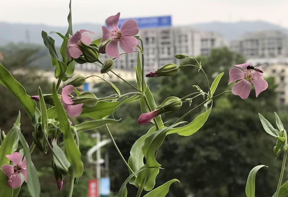 麦蓝菜生长条件要求是什么，庭院怎么养殖？