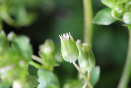 无瓣繁缕是什么植物，有什么价值和危害？